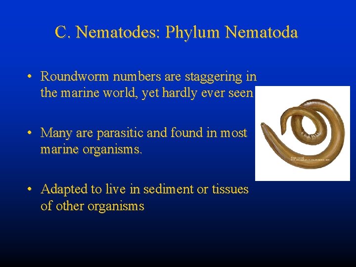 C. Nematodes: Phylum Nematoda • Roundworm numbers are staggering in the marine world, yet