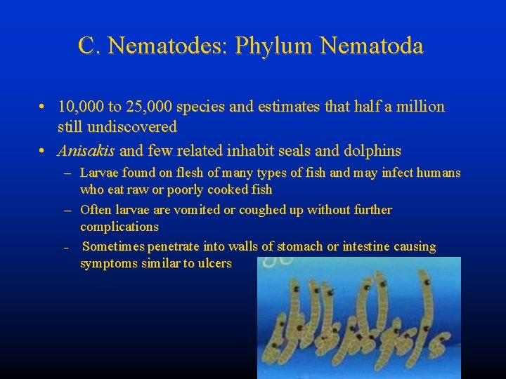 C. Nematodes: Phylum Nematoda • 10, 000 to 25, 000 species and estimates that