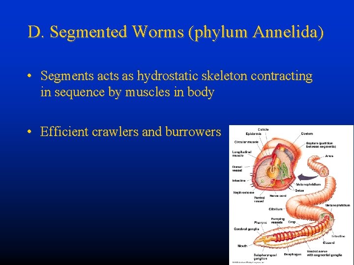 D. Segmented Worms (phylum Annelida) • Segments acts as hydrostatic skeleton contracting in sequence