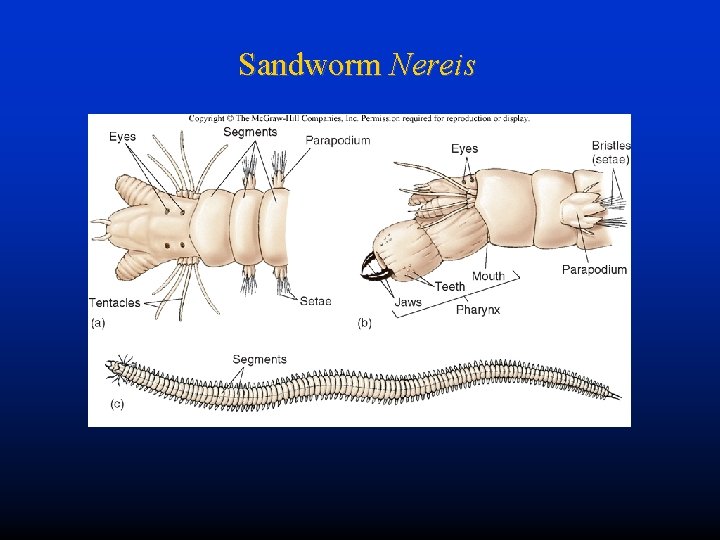 Sandworm Nereis 