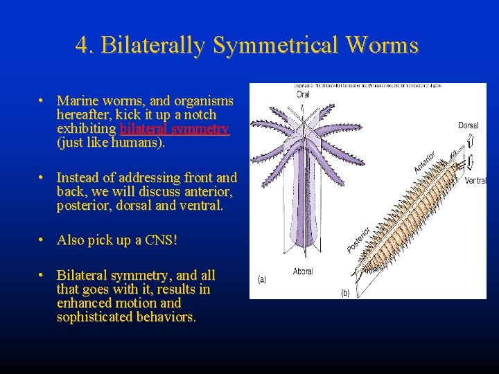 4. Bilaterally Symmetrical Worms • Marine worms, and organisms hereafter, kick it up a