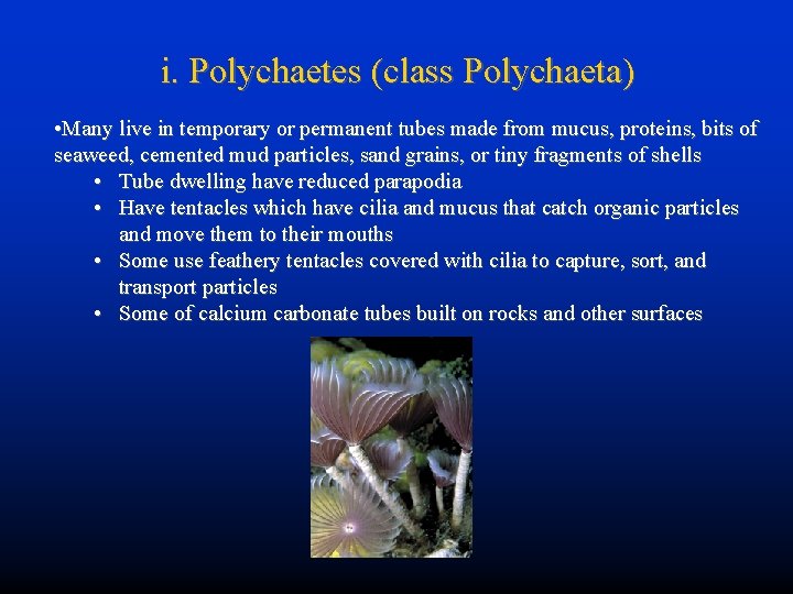 i. Polychaetes (class Polychaeta) • Many live in temporary or permanent tubes made from