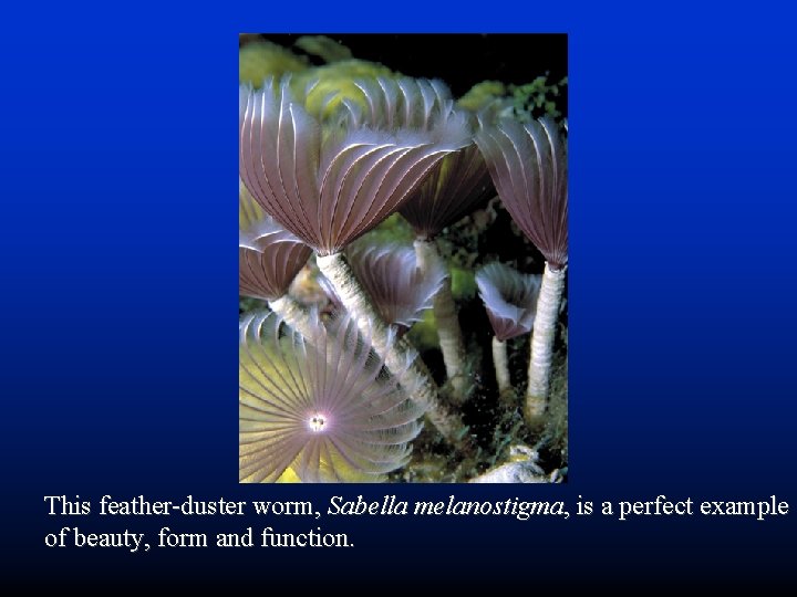 This feather-duster worm, Sabella melanostigma, is a perfect example of beauty, form and function.