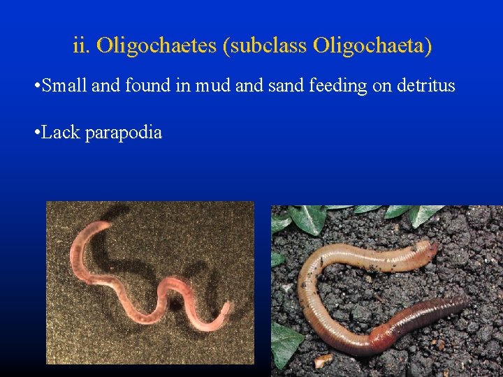 ii. Oligochaetes (subclass Oligochaeta) • Small and found in mud and sand feeding on