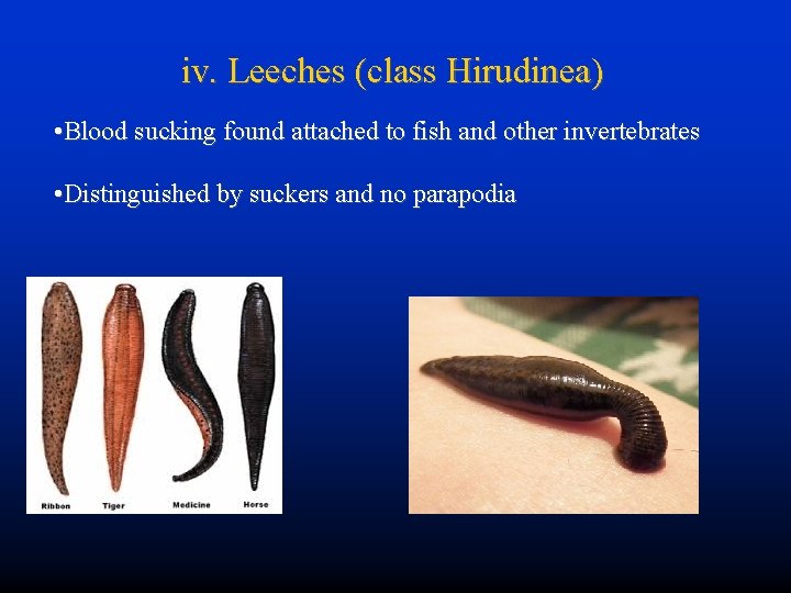 iv. Leeches (class Hirudinea) • Blood sucking found attached to fish and other invertebrates