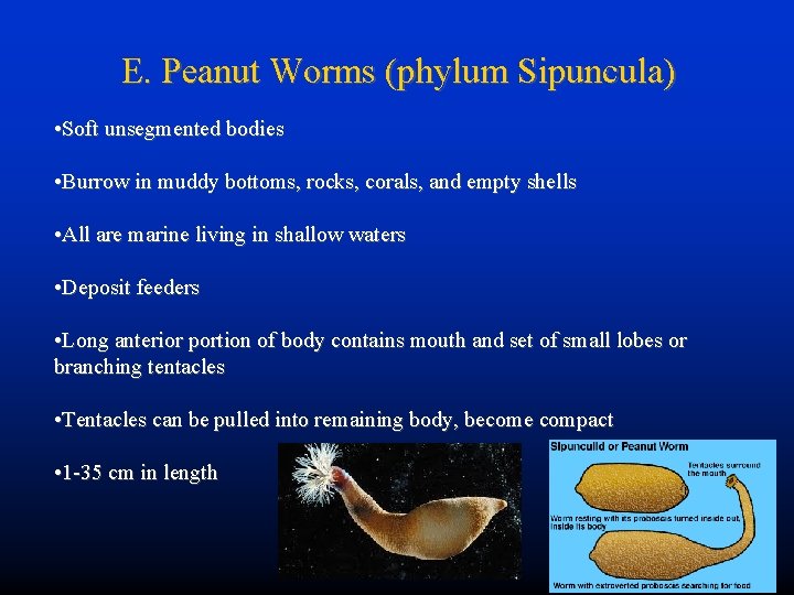 E. Peanut Worms (phylum Sipuncula) • Soft unsegmented bodies • Burrow in muddy bottoms,