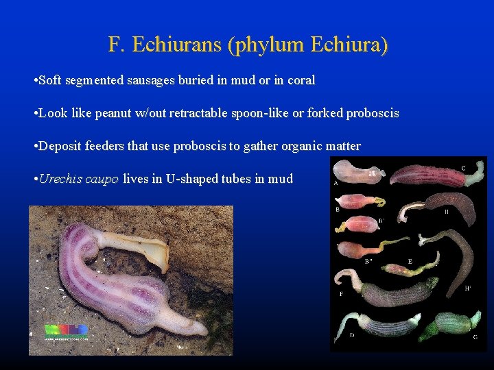 F. Echiurans (phylum Echiura) • Soft segmented sausages buried in mud or in coral