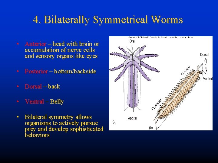 4. Bilaterally Symmetrical Worms • Anterior – head with brain or accumulation of nerve