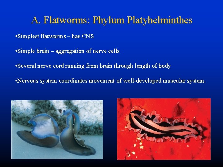 A. Flatworms: Phylum Platyhelminthes • Simplest flatworms – has CNS • Simple brain –