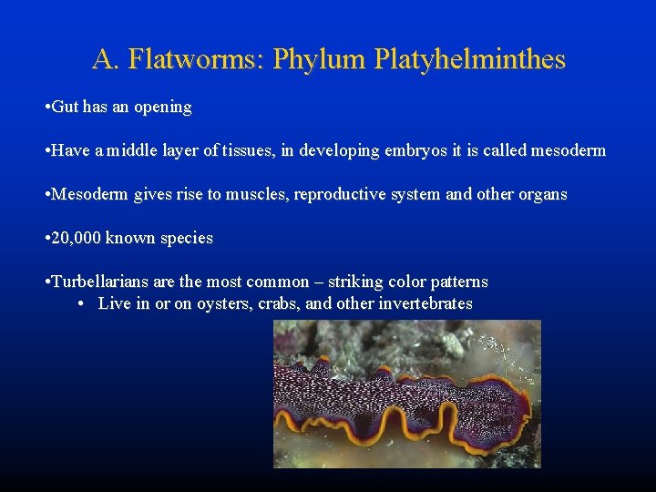 A. Flatworms: Phylum Platyhelminthes • Gut has an opening • Have a middle layer