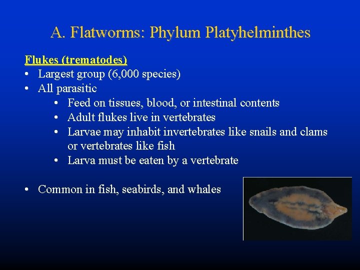 A. Flatworms: Phylum Platyhelminthes Flukes (trematodes) • Largest group (6, 000 species) • All