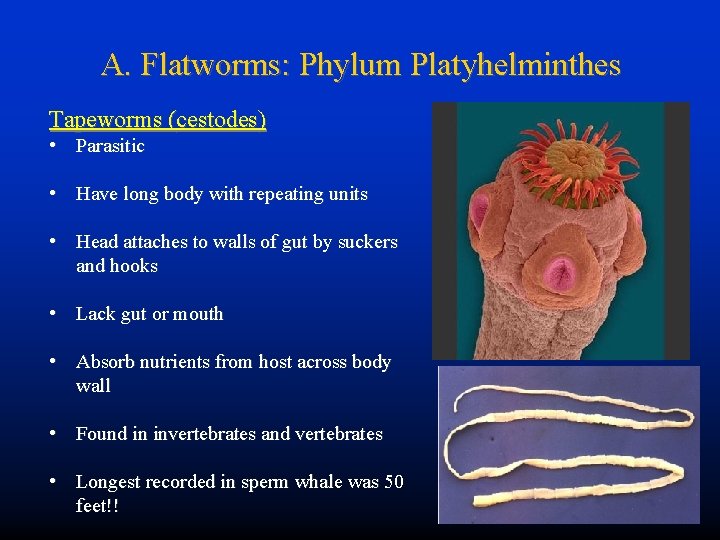 A. Flatworms: Phylum Platyhelminthes Tapeworms (cestodes) • Parasitic • Have long body with repeating