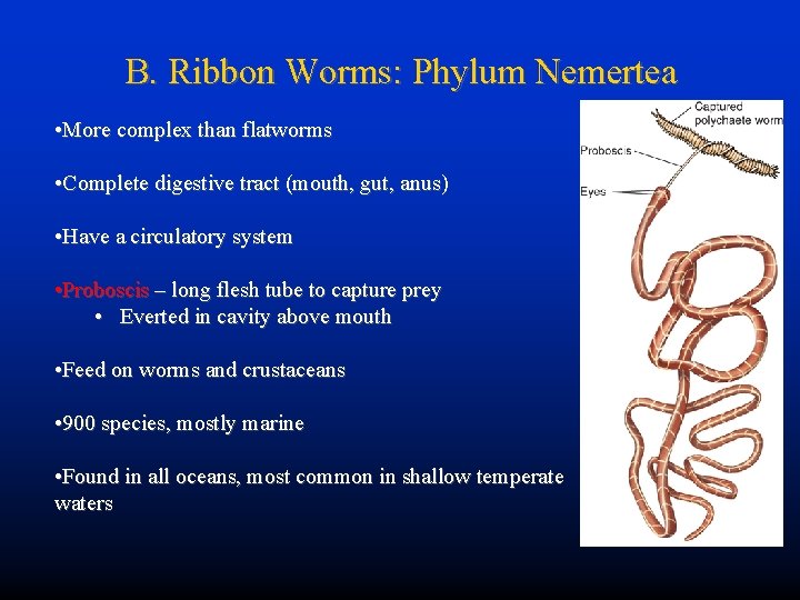 B. Ribbon Worms: Phylum Nemertea • More complex than flatworms • Complete digestive tract