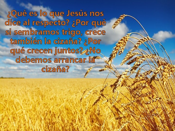 ¿Qué es lo que Jesús nos dice al respecto? ¿Por qué si sembramos trigo,