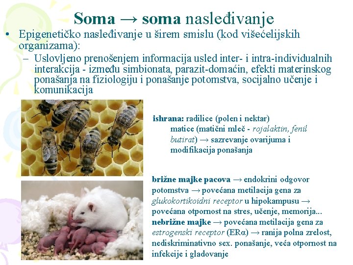 Soma → soma nasleđivanje • Epigenetičko nasleđivanje u širem smislu (kod višećelijskih organizama): –