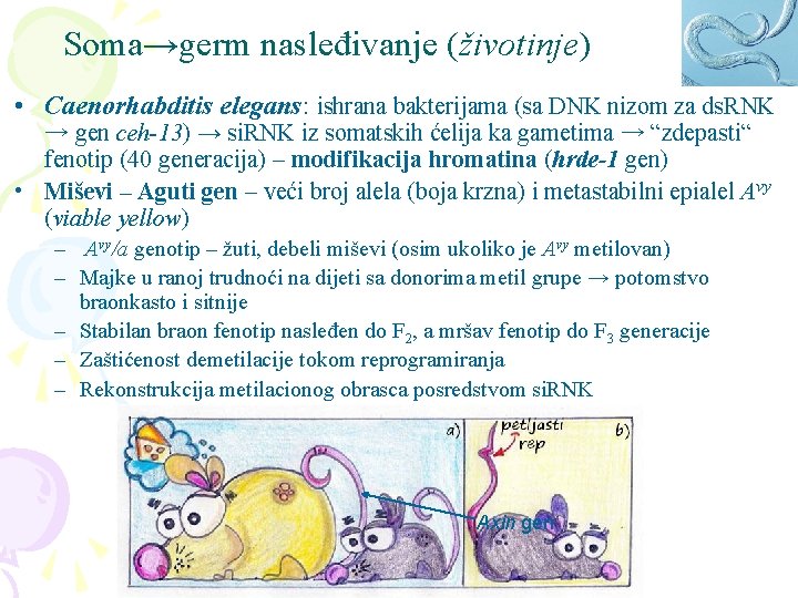 Soma→germ nasleđivanje (životinje) • Caenorhabditis elegans: ishrana bakterijama (sa DNK nizom za ds. RNK