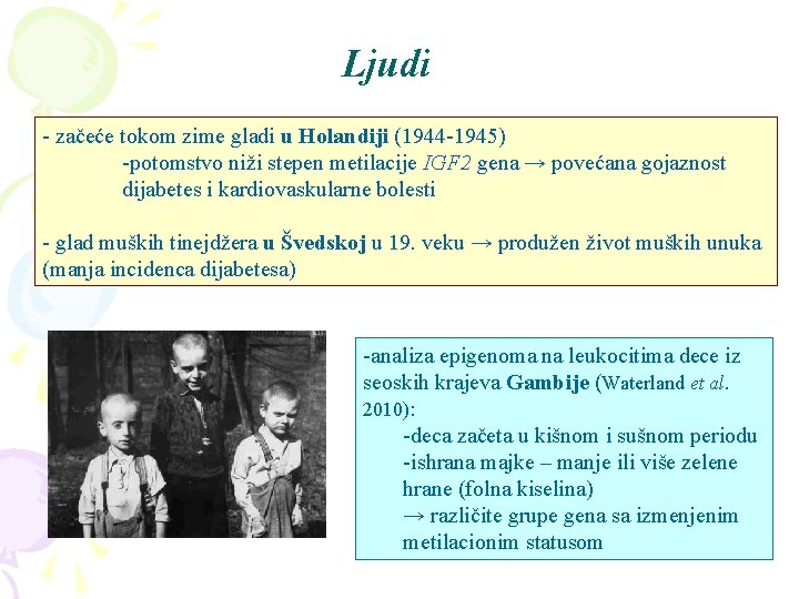 Ljudi - začeće tokom zime gladi u Holandiji (1944 -1945) -potomstvo niži stepen metilacije