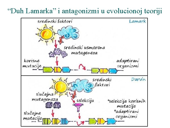 “Duh Lamarka” i antagonizmi u evolucionoj teoriji 