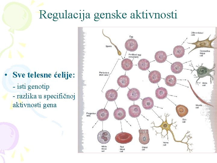 Regulacija genske aktivnosti • Sve telesne ćelije: - isti genotip - razlika u specifičnoj