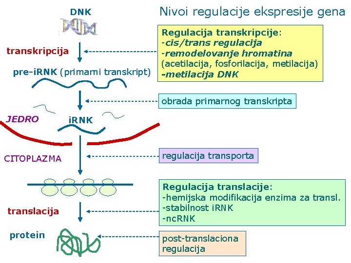 DNK transkripcija pre-i. RNK (primarni transkript) Nivoi regulacije ekspresije gena Regulacija transkripcije: -cis/trans regulacija