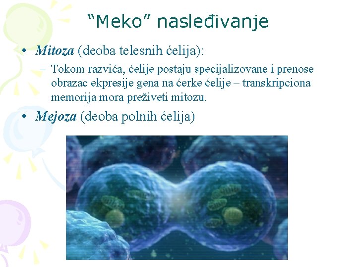 “Meko” nasleđivanje • Mitoza (deoba telesnih ćelija): – Tokom razvića, ćelije postaju specijalizovane i