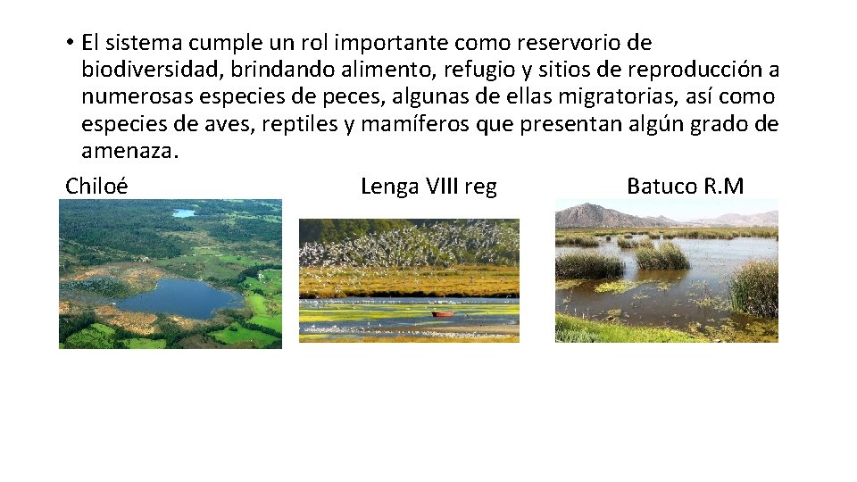  • El sistema cumple un rol importante como reservorio de biodiversidad, brindando alimento,