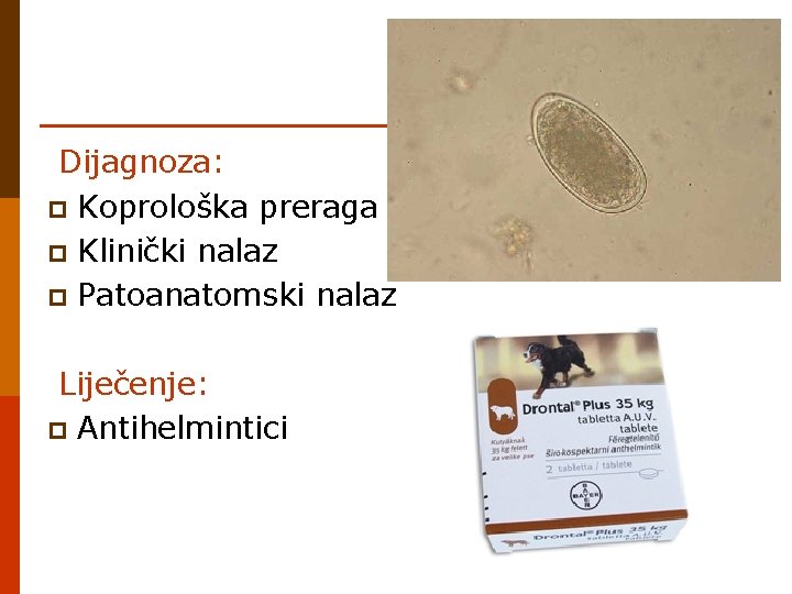 Dijagnoza: p Koprološka preraga p Klinički nalaz p Patoanatomski nalaz Liječenje: p Antihelmintici 