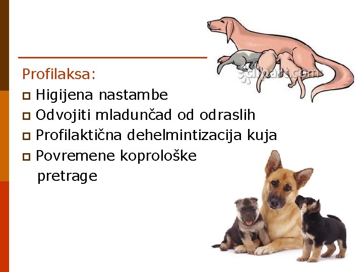 Profilaksa: p Higijena nastambe p Odvojiti mladunčad od odraslih p Profilaktična dehelmintizacija kuja p