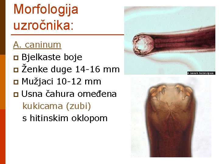 Morfologija uzročnika: A. caninum p Bjelkaste boje p Ženke duge 14 -16 mm p