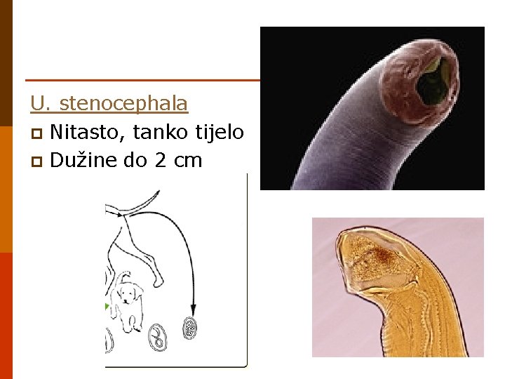 U. stenocephala p Nitasto, tanko tijelo p Dužine do 2 cm 