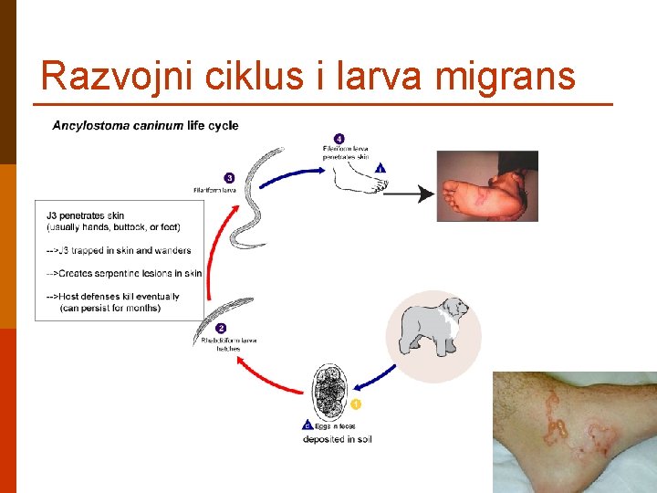 Razvojni ciklus i larva migrans 