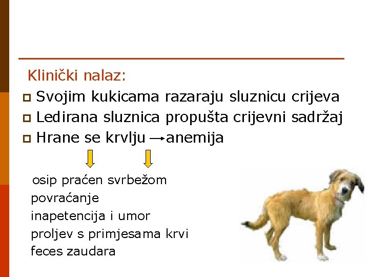 Klinički nalaz: p Svojim kukicama razaraju sluznicu crijeva p Ledirana sluznica propušta crijevni sadržaj