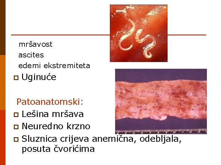 mršavost ascites edemi ekstremiteta p Uginuće Patoanatomski: p Lešina mršava p Neuredno krzno p