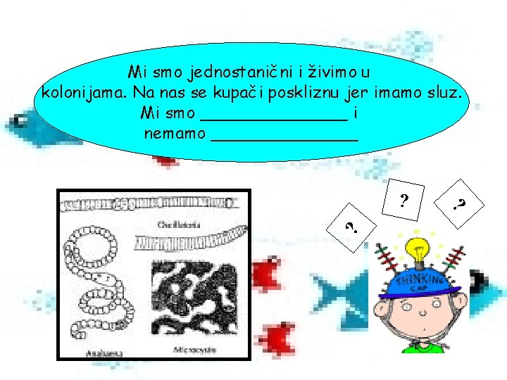 Mi smo jednostanični i živimo u kolonijama. Na nas se kupači poskliznu jer imamo