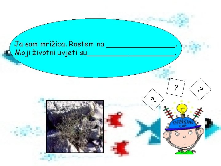 Ja sam mrižica. Rastem na ________. Moji životni uvjeti su__________. ? ? ? 