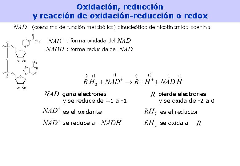 Oxidación, reducción y reacción de oxidación-reducción o redox : (coenzima de función metabólica) dinucleótido Oxidación, reducción y reacción de oxidación-reducción o redox : (coenzima de función metabólica) dinucleótido