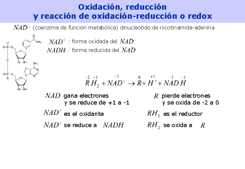 Oxidación, reducción y reacción de oxidación-reducción o redox : (coenzima de función metabólica) dinucleótido