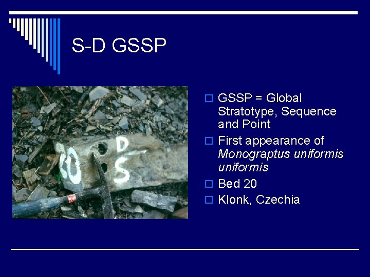 S-D GSSP o GSSP = Global Stratotype, Sequence and Point o First appearance of