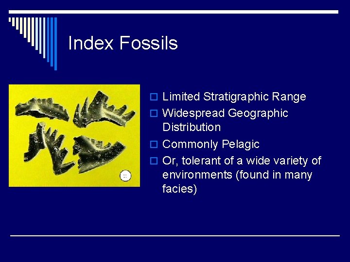 Index Fossils o Limited Stratigraphic Range o Widespread Geographic Distribution o Commonly Pelagic o