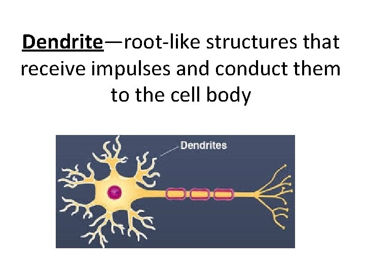 Dendrite—root-like structures that receive impulses and conduct them to the cell body 