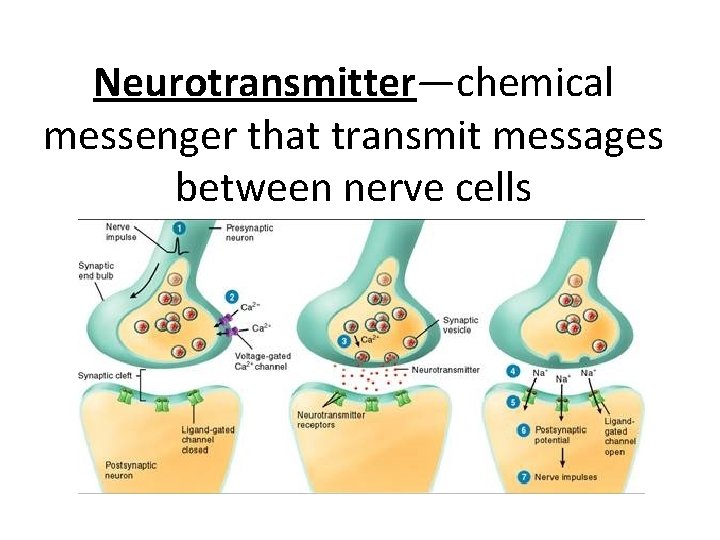 Neurotransmitter—chemical messenger that transmit messages between nerve cells 
