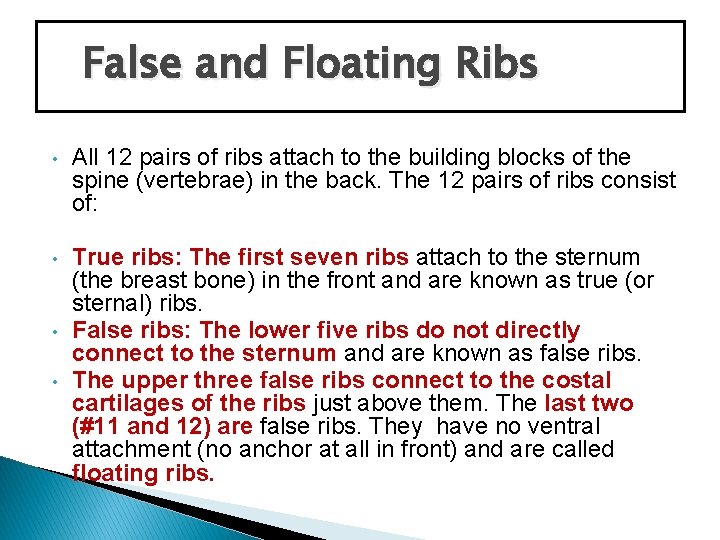 False and Floating Ribs • All 12 pairs of ribs attach to the building