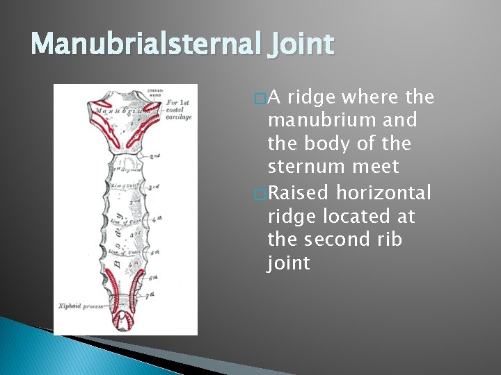 Manubrialsternal Joint �A ridge where the manubrium and the body of the sternum meet
