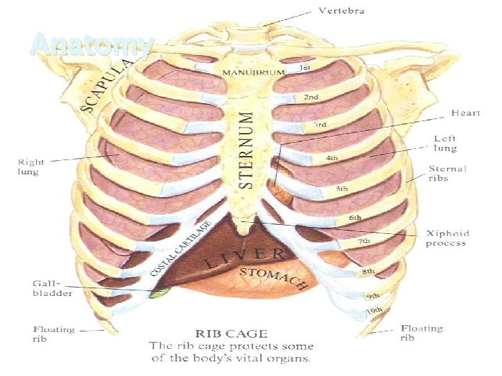 Anatomy 4 