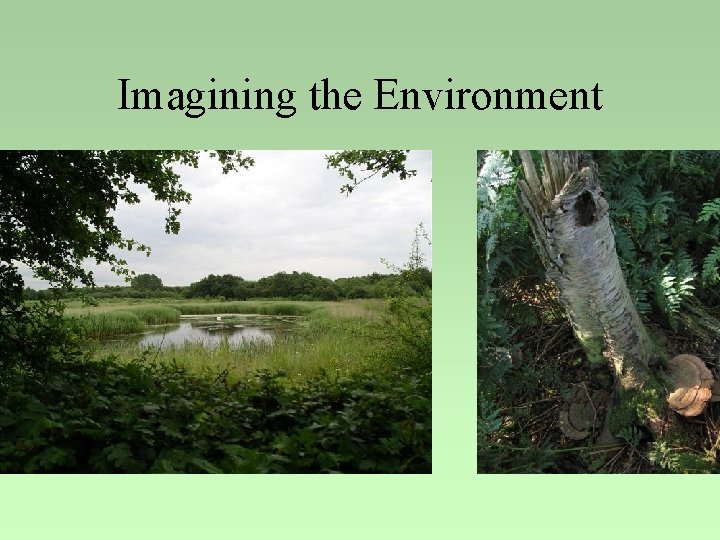 Imagining the Environment 