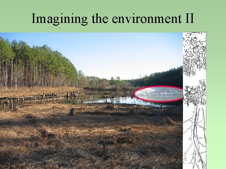 Imagining the environment II 