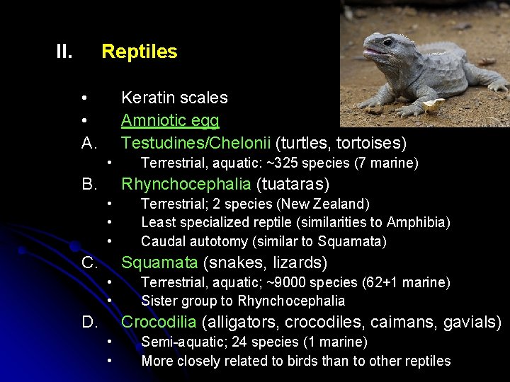 II. Reptiles • • A. Keratin scales Amniotic egg Testudines/Chelonii (turtles, tortoises) • B.