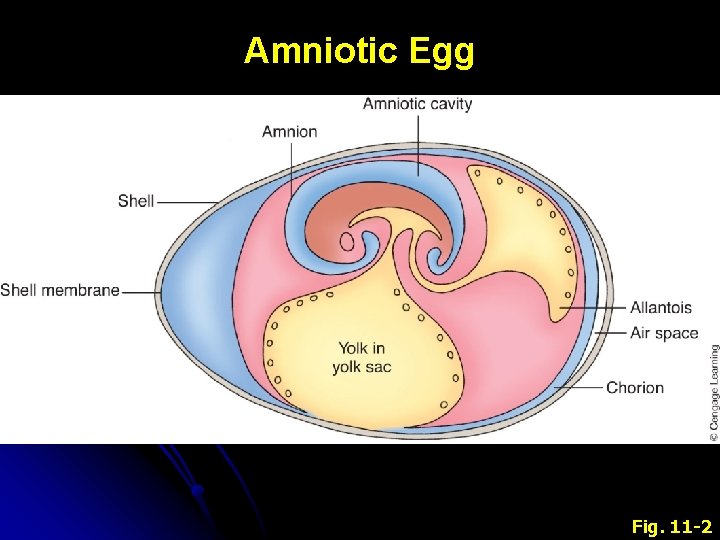 Amniotic Egg Fig. 11 -2 