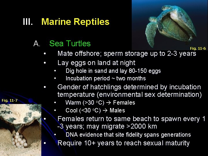 III. Marine Reptiles A. Sea Turtles • • Mate offshore; sperm storage up to