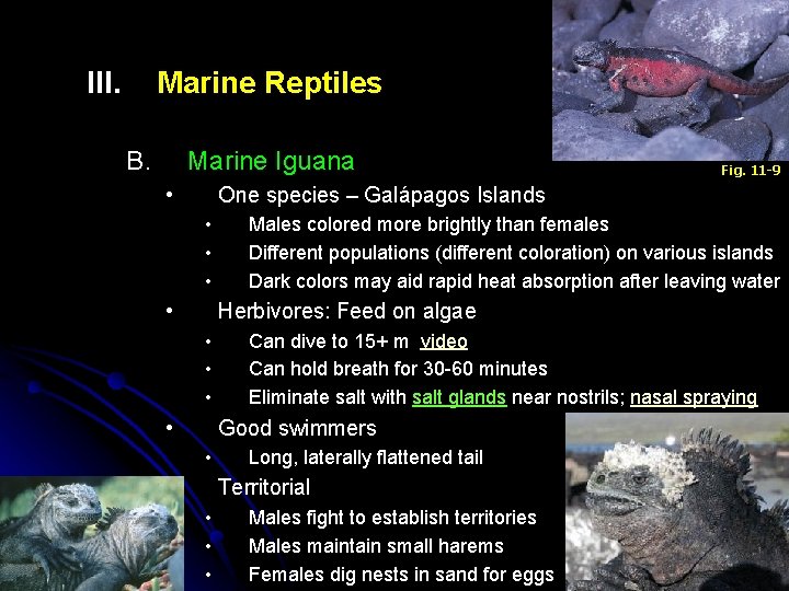 III. Marine Reptiles B. Marine Iguana • Fig. 11 -9 One species – Galápagos